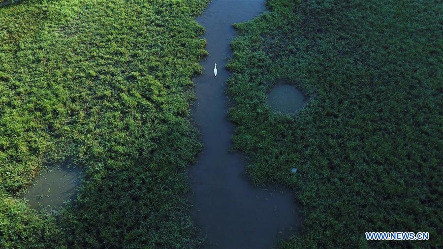 CHINA-ANHUI-YIXIAN-SUMMER SCENERY (CN)