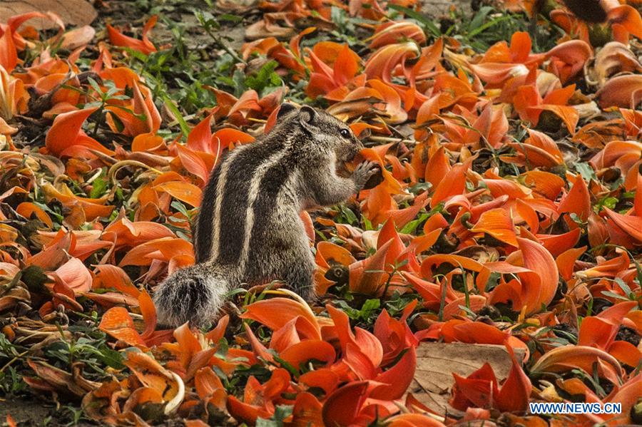 INDIA-KOLKATA-SPRING-FLOWERS