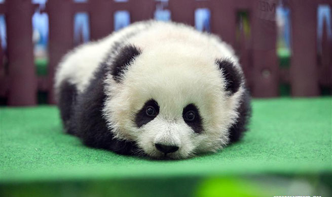 Second giant panda born in Malaysia makes public debut