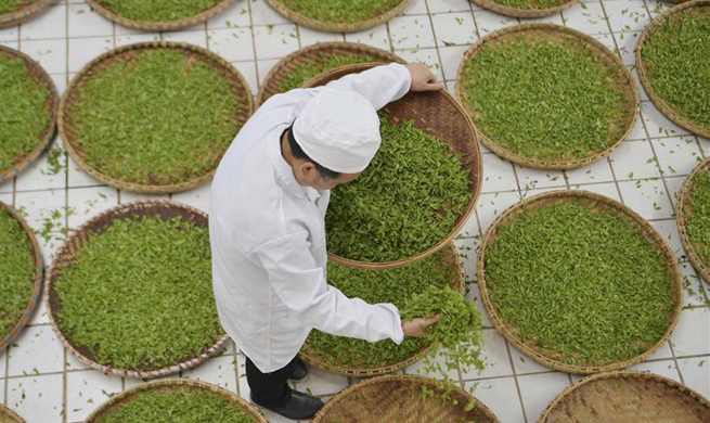 In pics: Lichuan black tea production in central China's Hubei