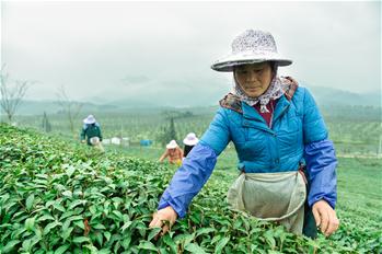 Tea leaves harvested ahead of Qingming Festival in SE China