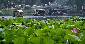 Scenery of lotus flowers at Yuanmingyuan Ruins Park in Beijing