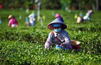 Workers harvest spring tea after resumption of work in Hainan