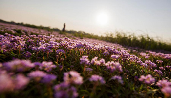 Polygonum criopolitanum bloom in E China's Duchang County