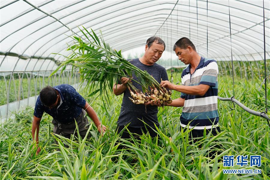 （新华全媒头条·聚焦乡村振兴战略规划·图文互动）（13）推进乡村振兴的行动指南——解读乡村振兴战略首个五年规划亮点