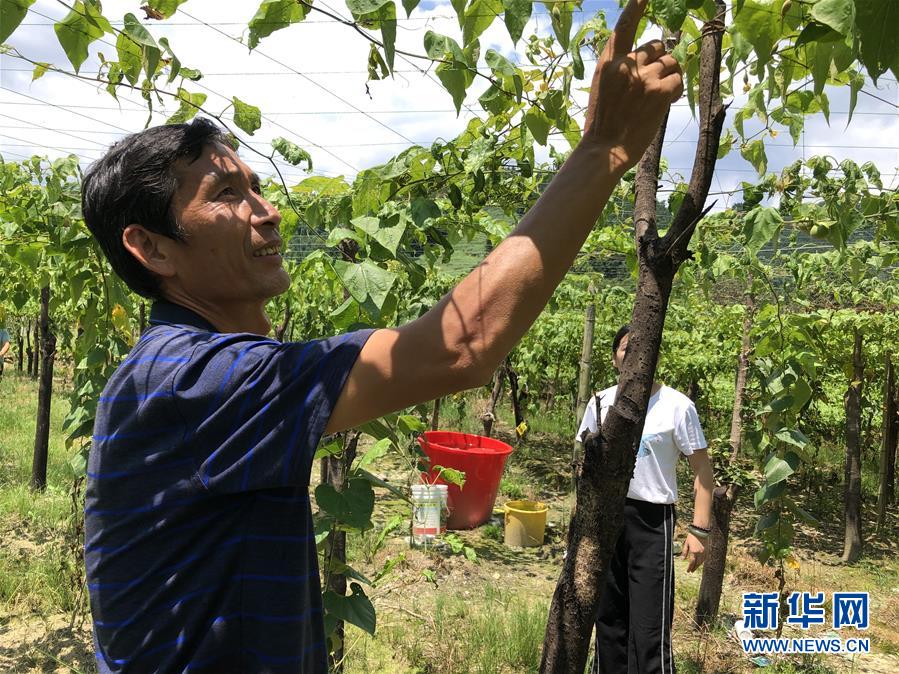 （脱贫攻坚·图文互动）（1）贫困户成了致富带头人