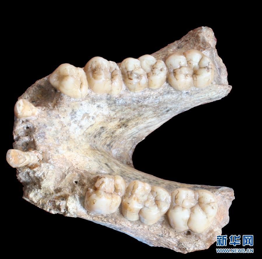 （图文互动）（2）科学家成功从190万年前巨猿化石中提取到遗传物质