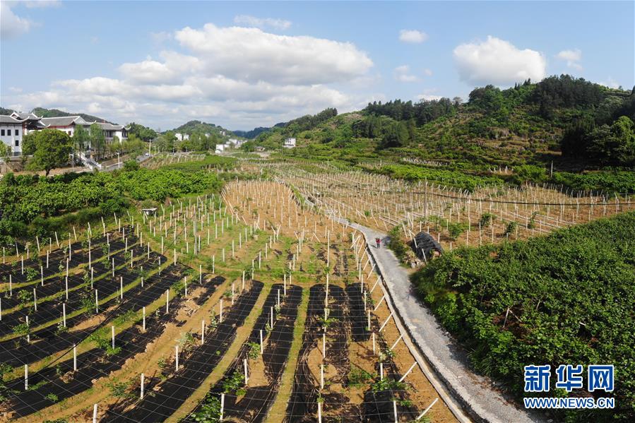 （集中连片特困地区贫困村调研行·图文互动）（1）百果园里幸福长——湖南凤凰县菖蒲塘村脱贫调查